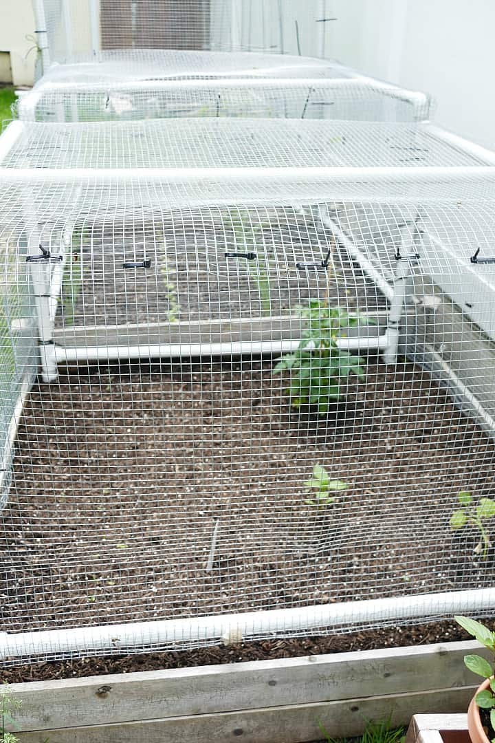 raised vegetable beds covered with a wire and pvc pipe cage