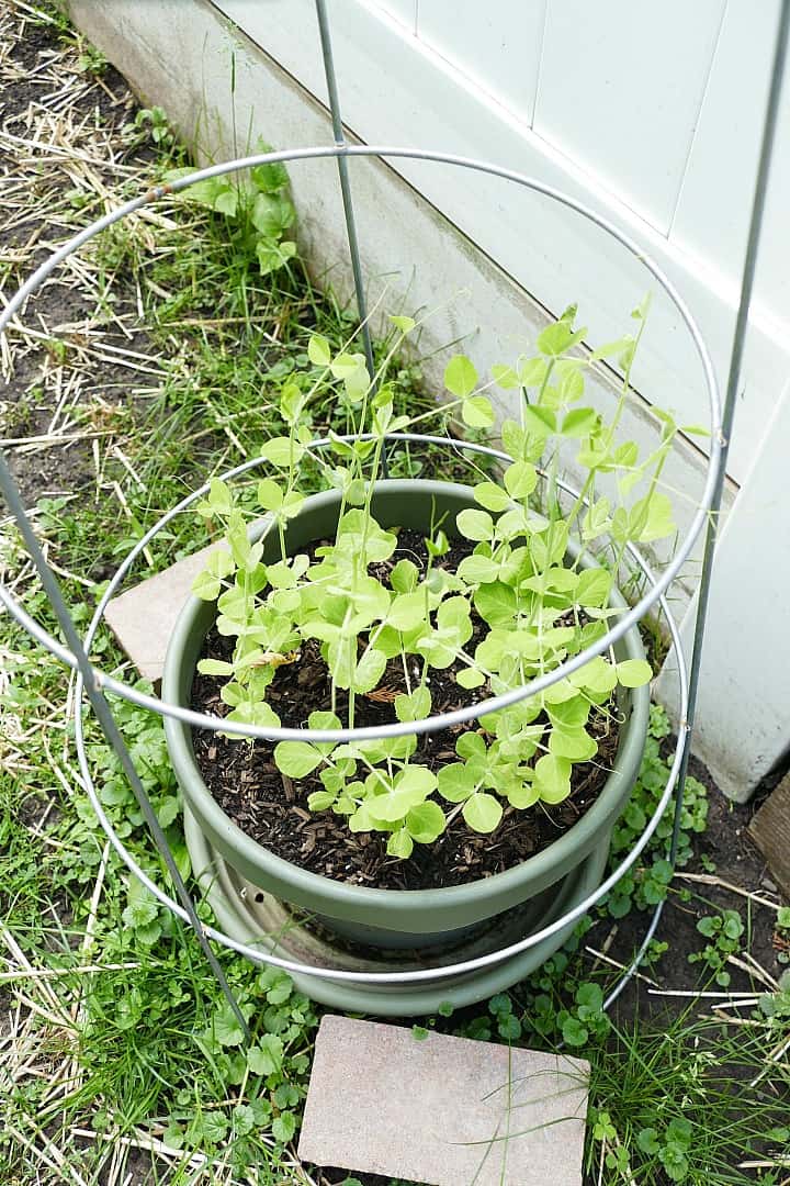 a green pot with sugar snap pea seedlings and a trellis