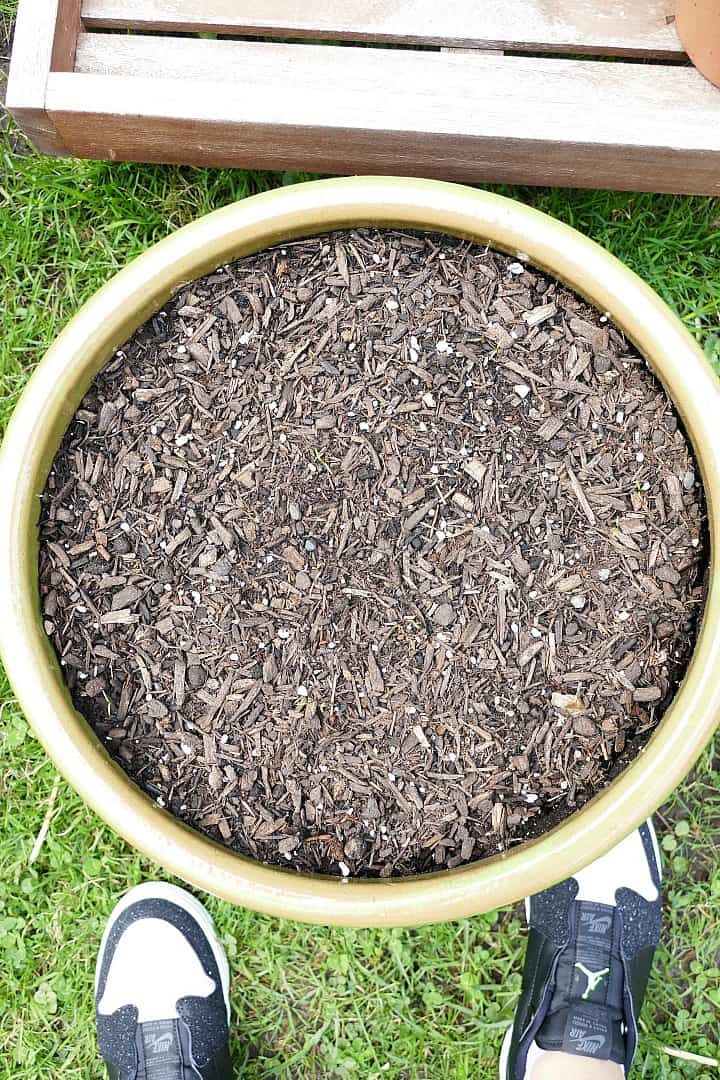 a large pot with dillweed seedlings