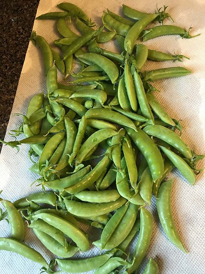 fresh sugar snap peas spread out on a wet paper towel on a counter