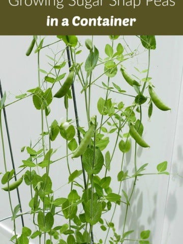 sugar snap pea plant growing on a trellis with a text box at the top