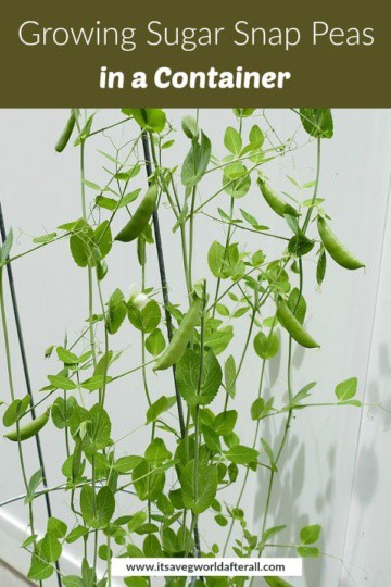 Growing Sugar Snap Peas in Containers - It's a Veg World After All®