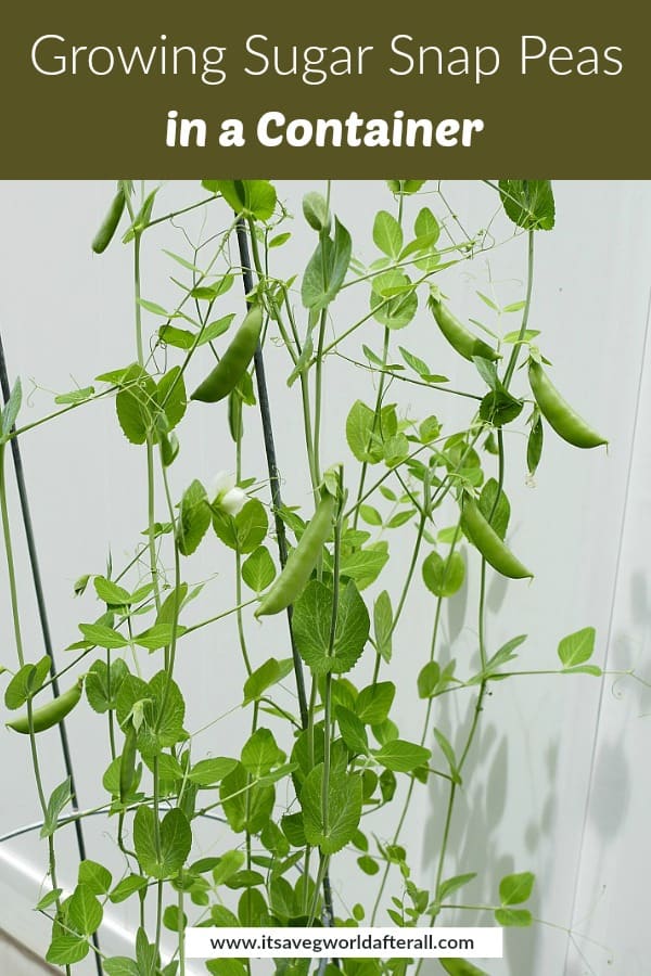 sugar snap pea plant growing on a trellis with a text box at the top