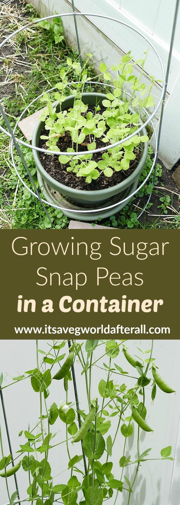 Growing Sugar Snap Peas in Containers It's a Veg World After All®