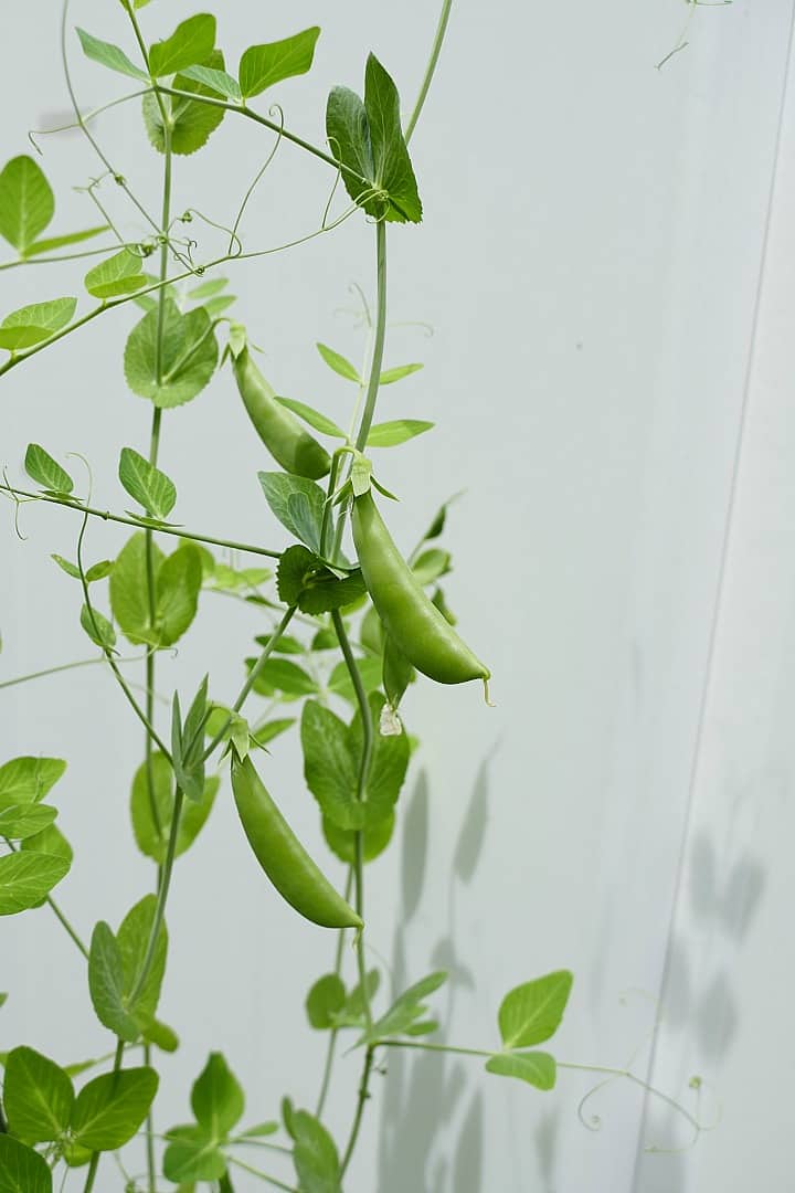 a sugar snap pea on its vine in front of a fence