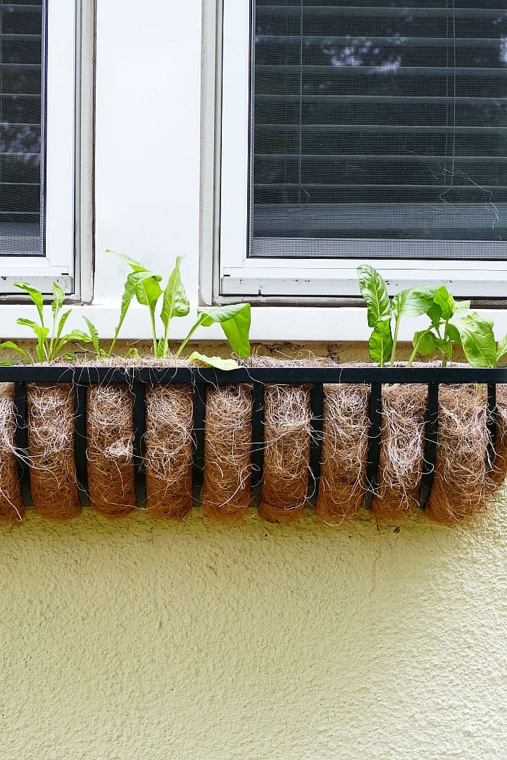image of chard and arugula growing in a window box on a yellow house