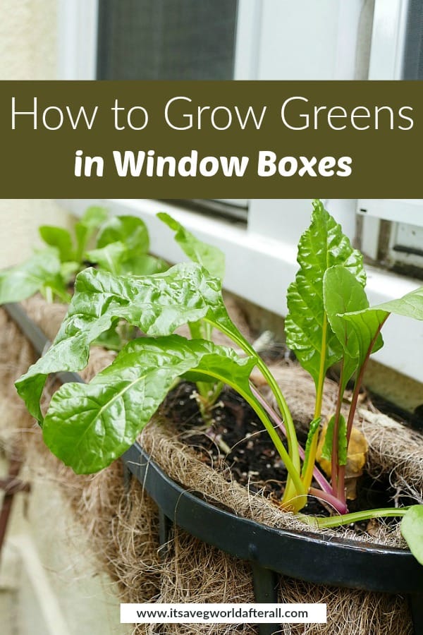 image of rainbow Swiss chard leaves in a window box with text overlay of post title