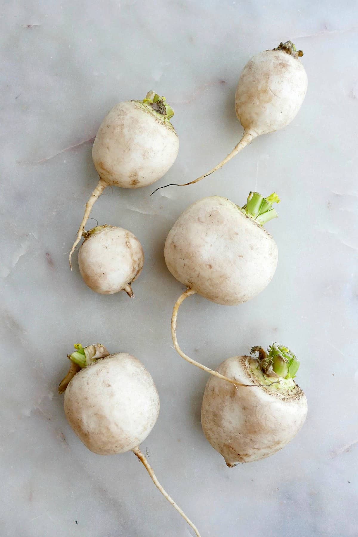 six white Japanese turnips spread out next to each other on a counter