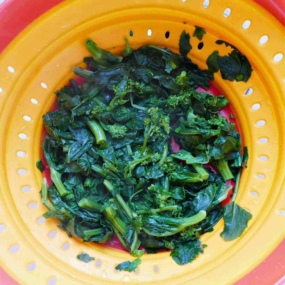 blanched rapini being drained in a colander in the sink