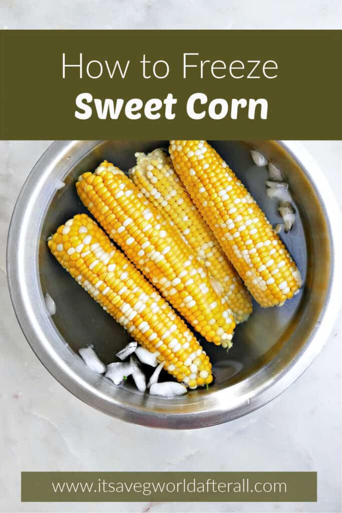 Blanched sweet corn cobs in a bowl of ice water under text box.